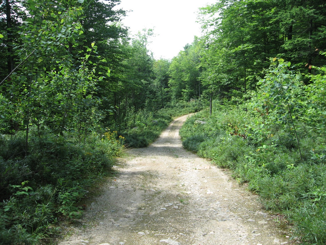 Danforth Bay Owls Head